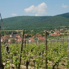 Cave vinicole de Cleebourg