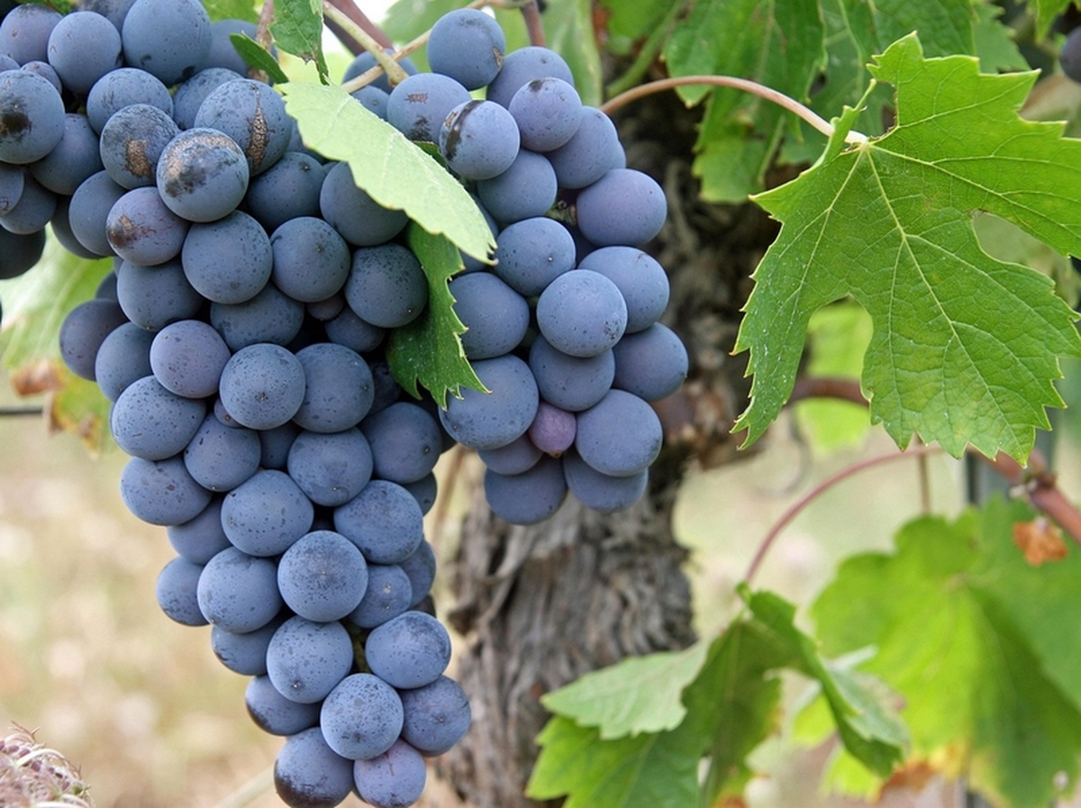 Caves Ouvertes du Domaine Marchesseau