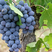 Caves Ouvertes du Domaine Marchesseau