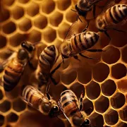 CCAS Salles - Les abeilles unissent les générations
