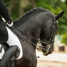 CCE et Concours de Dressage