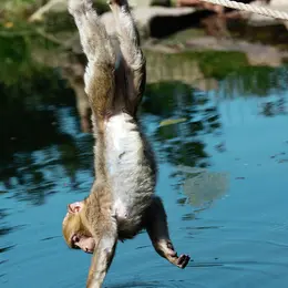 A la rencontre des macaques de Barbarie