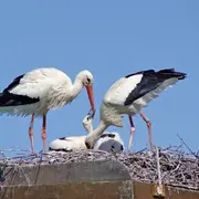 Match : Ce qu'on aime en Alsace vs Ce qu'on aime moins en Alsace