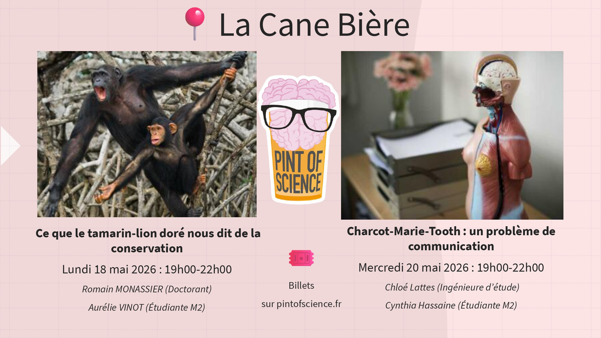 Ce que le tamarin-lion doré nous dit de la conservation