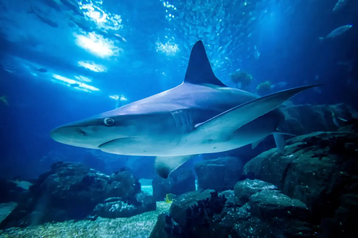 Aquarium Oniria : à découvrir en ce moment au Canet-en-Roussillon !