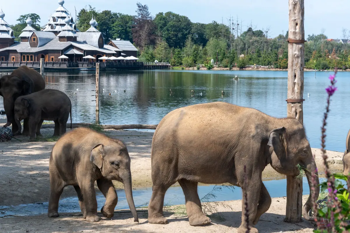 Ce zoo élu 6 fois meilleur d’Europe se trouve juste à côté de la France