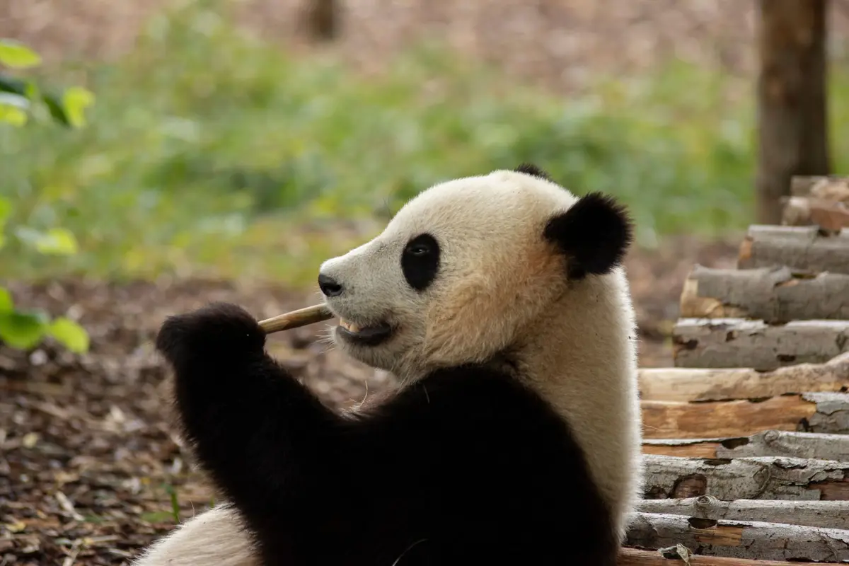 Ce zoo élu 6 fois meilleur d’Europe se trouve juste à côté de la France