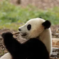 Ce zoo élu 6 fois meilleur d’Europe se trouve juste à côté de la France DR