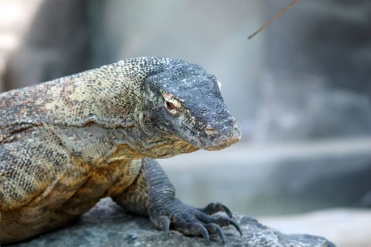 Ce zoo élu 6 fois meilleur d’Europe se trouve juste à côté de la France
