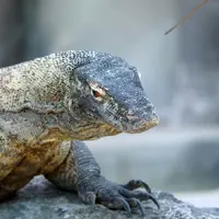 Ce zoo élu 6 fois meilleur d’Europe se trouve juste à côté de la France DR