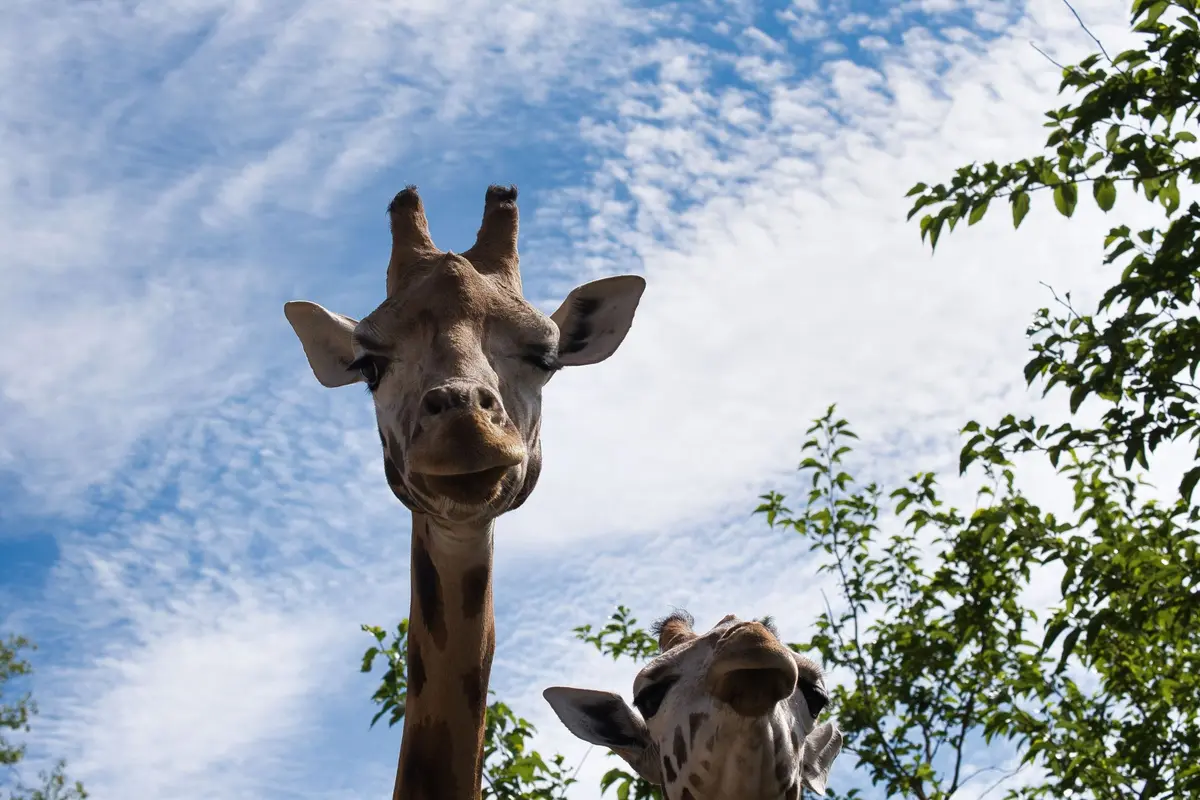 Ce zoo élu 6 fois meilleur d’Europe se trouve juste à côté de la France