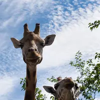Ce zoo élu 6 fois meilleur d’Europe se trouve juste à côté de la France DR