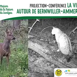Projection-conférence : la vie sauvage autour de Bernwiller-Ammertzwiller. 