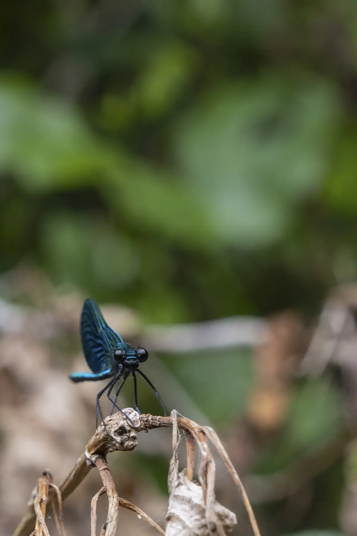 Célé'té à Marcilhac : Forêt et climat, comprendre l'interaction entre l'air, l'eau et la végétation.