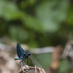 Célé'té à Marcilhac : Forêt et climat, comprendre l'interaction entre l'air, l'eau et la végétation.