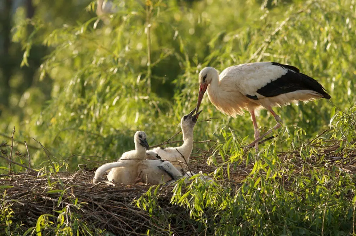 Centre de réintroduction des cigognes et des loutres