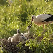4 idées de sorties pour voir des animaux en Alsace