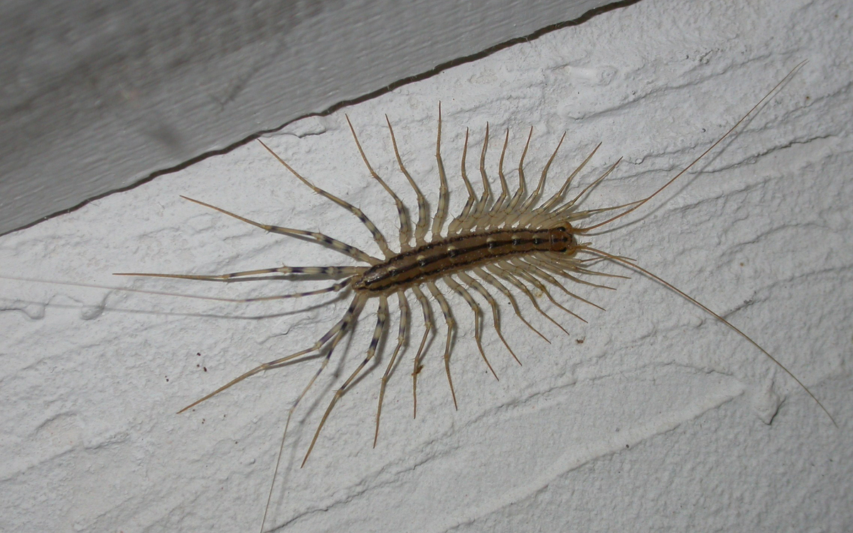 Ces petites bêtes qui s'invitent dans nos habitations