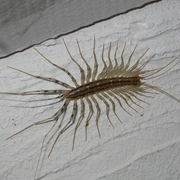 Ces petites bêtes qui s'invitent dans nos habitations