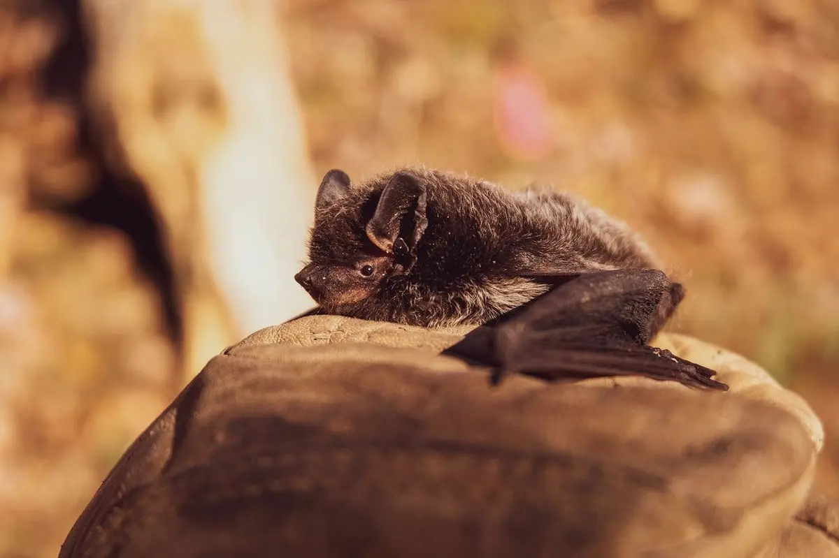 Chouettes histoires et chauves-souris dans le noir