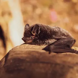 Chouettes histoires et chauves-souris dans le noir
