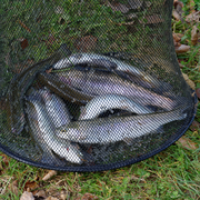 Challenge de pêche à la truite