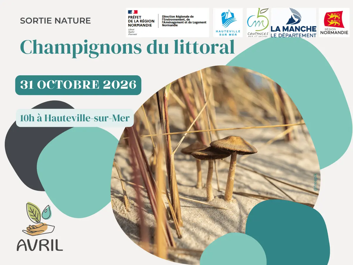 Champignons du littoral