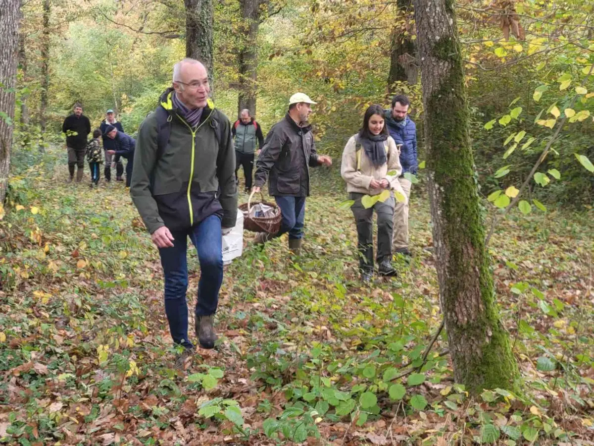 Champignons en forêt