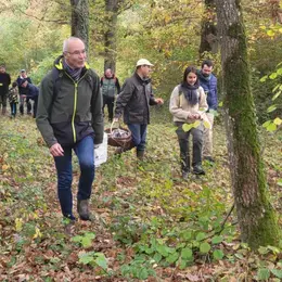 Champignons en forêt