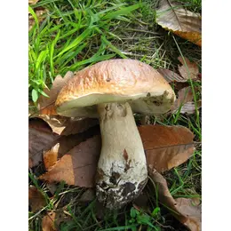 Champignons en Retz