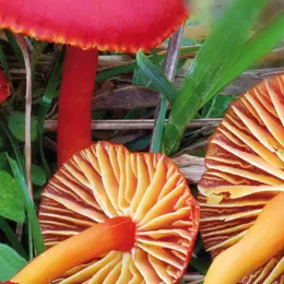 CHAMPIGNONS, une exposition de la Société mycologique de France