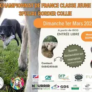Championnat de France Spécial Border Collie