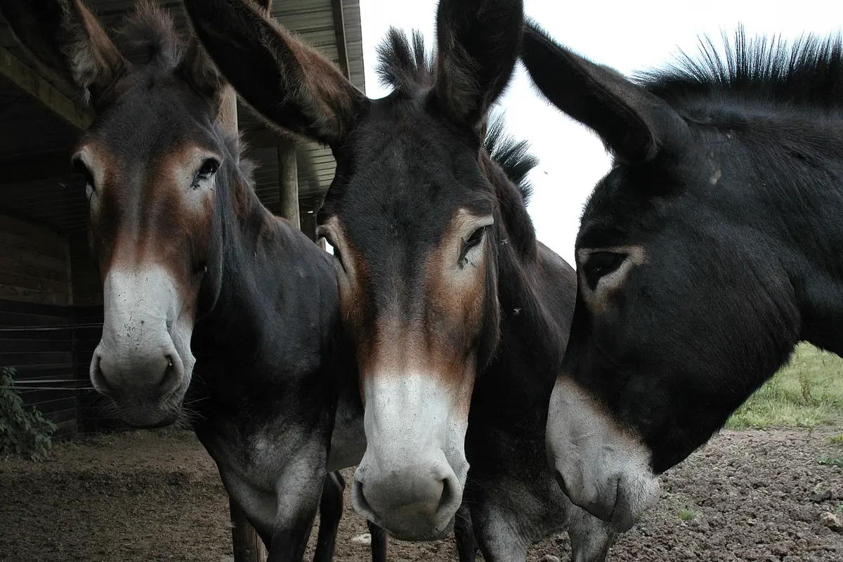 Championnat national de la race d'Âne Grand Noir du Berry