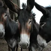 Championnat national de la race d'Âne Grand Noir du Berry