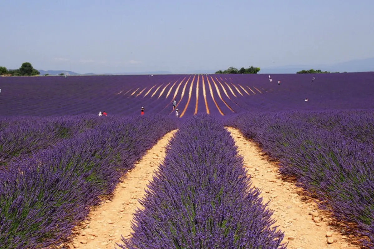 Champs de lavande à Valensole