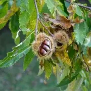Chantier Bénévole Dans La Châtaigneraie