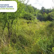 Chantier de restauration d'une pelouse sèche à orchidées