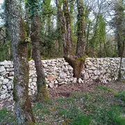 Chantier muret en pierres sèches