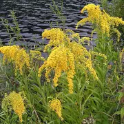 Chantier nature : à l'arrachage !