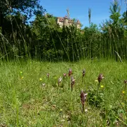 Chantier participatif