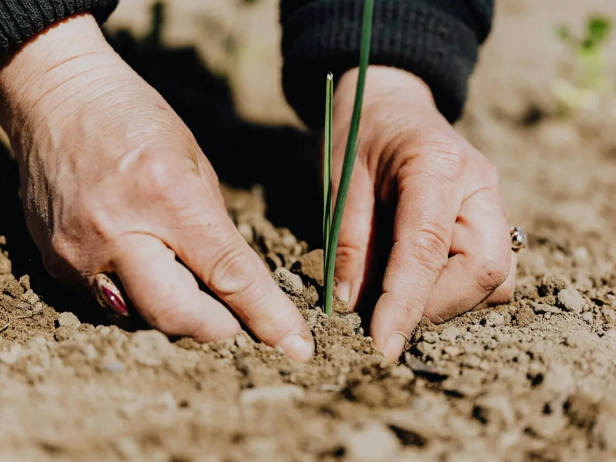 Chantier participatif à l'Oasis des 1001 feuilles