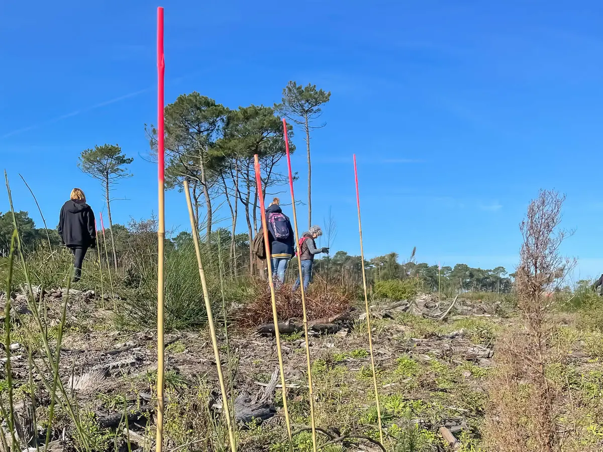 Chantier participatif : Agir pour l’entretien de la forêt du Pignada
