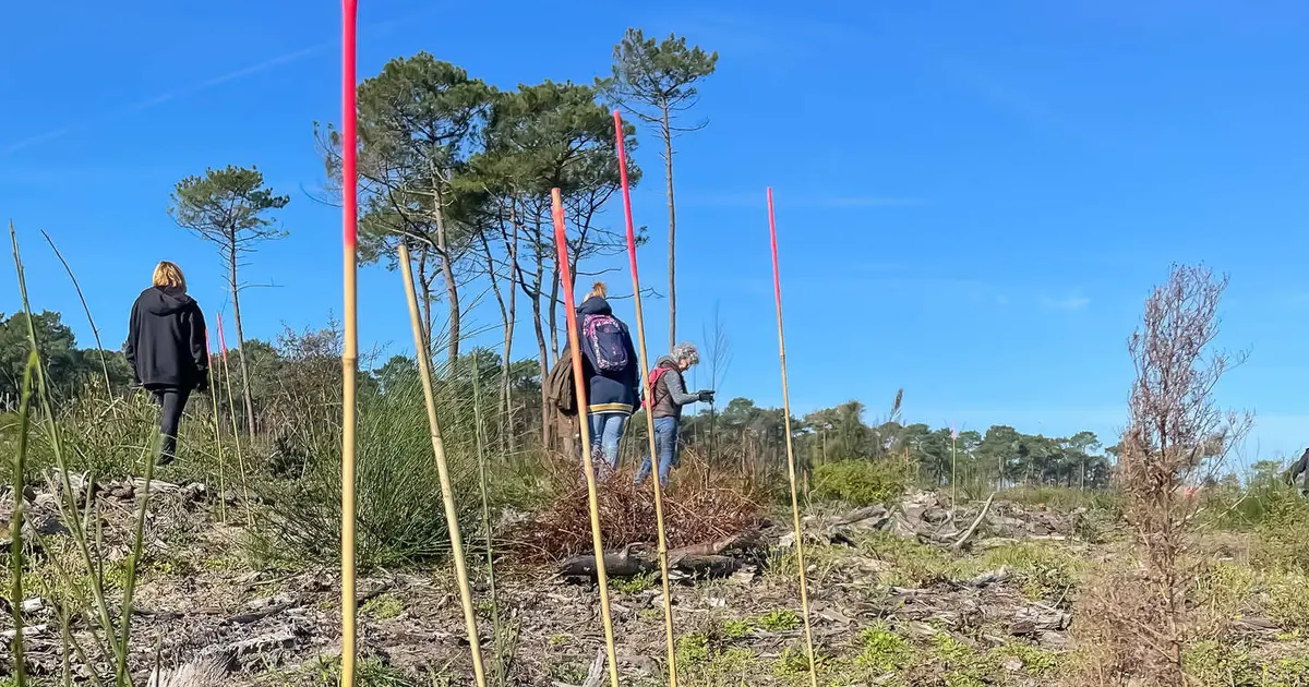 Chantier participatif : Agir pour l’entretien de la forêt du Pignada Anglet 2026