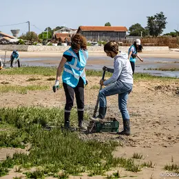 Chantier participatif : arrachage de la spartine anglaise