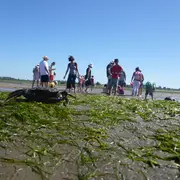 Chantier participatif : arrachage de la spartine anglaise
