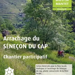 Chantier Participatif : Arrachage Du Séneçon Du Cap