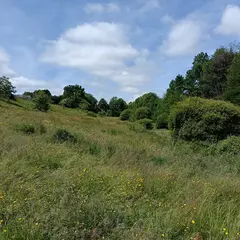 Chantier participatif en faveur du Sonneur à ventre jaune et des amphibiens