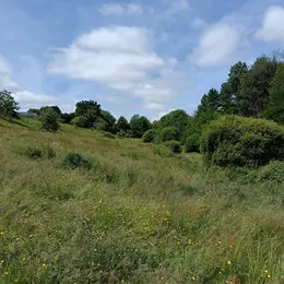 Chantier participatif en faveur du Sonneur à ventre jaune et des amphibiens