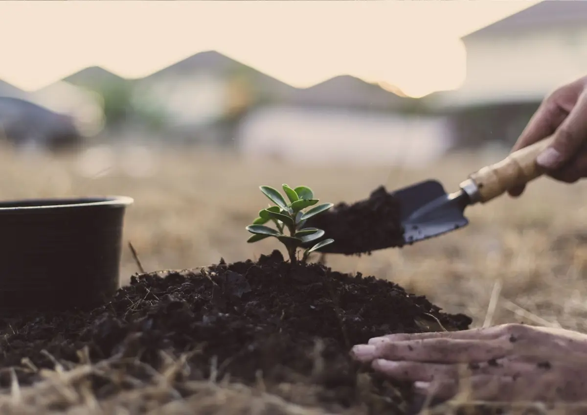 Chantier participatif : plantation des modelés dunaires du parvis de la Maison de l’Environnement