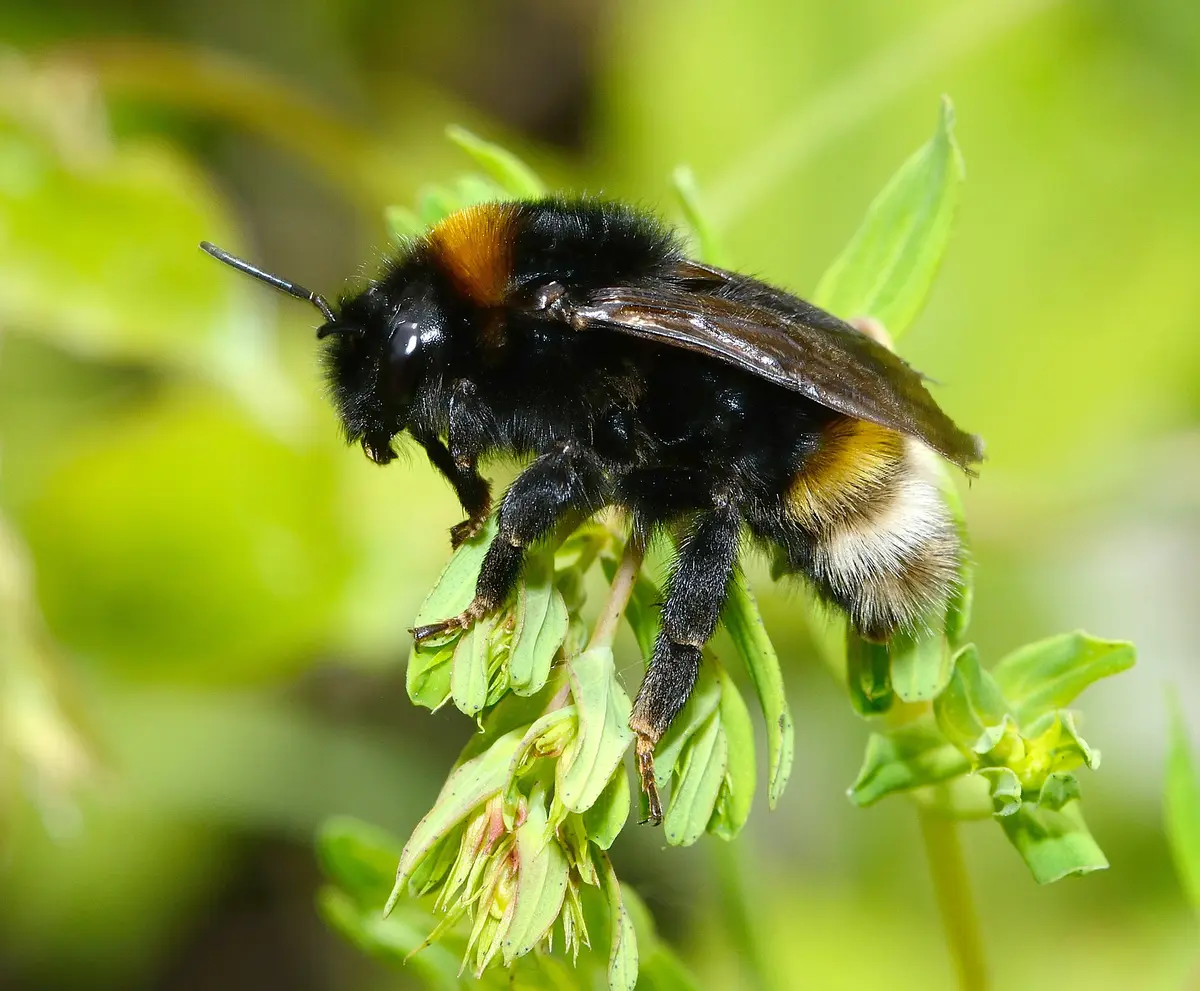 Chantier participatif, un mur pour les abeilles sauvages